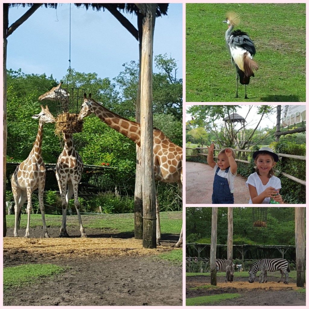 enclos girafes zoo bordeaux pessac
