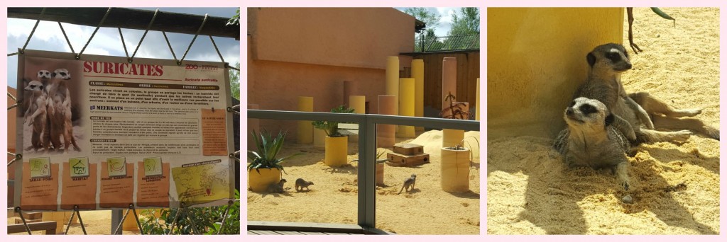 collage suricates zoo bordeaux pessac